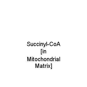 Succinyl-CoA [in Mitochondrial Matrix]